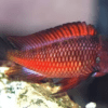Tropheus Moliro Firecracker Tanganyikan African Cichlids 4cm - Image 9