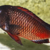 Tropheus Moliro Firecracker Tanganyikan African Cichlids 4cm - Image 8