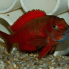 Tropheus Moliro Firecracker Tanganyikan African Cichlids 4cm - Image 5