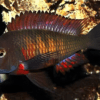 Tropheus Moliro Firecracker Tanganyikan African Cichlids 4cm - Image 6