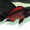Tropheus Moliro Firecracker Tanganyikan African Cichlids 4cm - Image 7