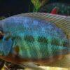True Parrot Cichlid Hoplarchus Psittatus 10cm - Image 6