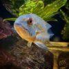 True Parrot Cichlid Hoplarchus Psittatus 10cm - Image 5