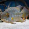 True Parrot Cichlid Hoplarchus Psittatus 10cm - Image 4
