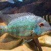 True Parrot Cichlid Hoplarchus Psittatus 10cm - Image 8