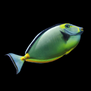 Blonde Lipstick Naso Tang Naso Lituratus – Sims Tropical Fish ...