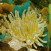 Caribbean Anemone Condylactis Sp - Image 3