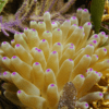 Caribbean Anemone Condylactis Sp - Image 5
