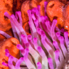 Caribbean Anemone Condylactis Sp - Image 2