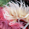 Caribbean Anemone Condylactis Sp - Image 4