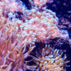 Caribbean Anemone Condylactis Sp - Image 6