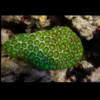 Green Eye Favites Hard Coral Frag Favites Sp - Image 3