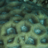 Green Eye Favites Hard Coral Frag Favites Sp - Image 2