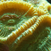 Green Eye Favites Hard Coral Frag Favites Sp - Image 5