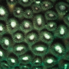 Green Eye Favites Hard Coral Frag Favites Sp - Image 4