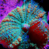 Green Mushroom Coral Frag Rhodactis Sp - Image 4