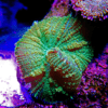 Green Mushroom Coral Frag Rhodactis Sp - Image 3