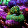 Green Mushroom Coral Frag Rhodactis Sp - Image 6
