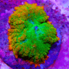 Green Mushroom Coral Frag Rhodactis Sp - Image 5