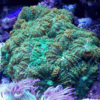 Green Mushroom Coral Frag Rhodactis Sp - Image 2
