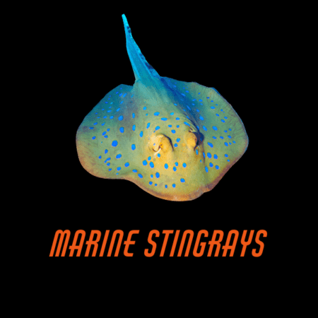 Marine Stingrays