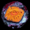 Orange Challice Hard Coral Frag Echinophylia Sp - Image 6