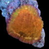 Orange Challice Hard Coral Frag Echinophylia Sp - Image 5