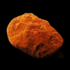 Orange Challice Hard Coral Frag Echinophylia Sp