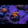 Orange Zoa Soft Coral Frag Zoanthus Sp - Image 2