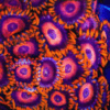 Orange Zoa Soft Coral Frag Zoanthus Sp - Image 6