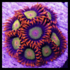 Orange Zoa Soft Coral Frag Zoanthus Sp - Image 3