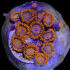 Orange Zoa Soft Coral Frag Zoanthus Sp - Image 4