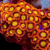 Orange Zoa Soft Coral Frag Zoanthus Sp - Image 5