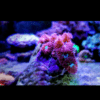 Pink and Green Hard Coral Frag Blastomussa Merletti - Image 2