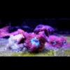 Pink and Green Hard Coral Frag Blastomussa Merletti - Image 3