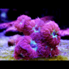 Pink and Green Hard Coral Frag Blastomussa Merletti - Image 4