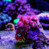 Pink and Green Hard Coral Frag Blastomussa Merletti - Image 5
