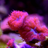 Pink and Green Hard Coral Frag Blastomussa Merletti - Image 6