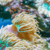 Red Sand Anemone Macrodactyla Doreensis - Image 6