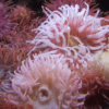 Red Sand Anemone Macrodactyla Doreensis - Image 3