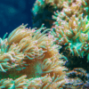 Red Sand Anemone Macrodactyla Doreensis - Image 4