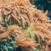 Red Sand Anemone Macrodactyla Doreensis - Image 5