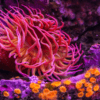 Red Sand Anemone Macrodactyla Doreensis - Image 2
