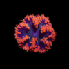 Rock Flower Anemone Epicystis Crucifer