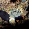 Rock Flower Anemone Epicystis Crucifer - Image 5