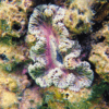 Rock Flower Anemone Epicystis Crucifer - Image 4