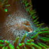 Rock Flower Anemone Epicystis Crucifer - Image 6
