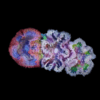 Rock Flower Anemone Epicystis Crucifer - Image 2