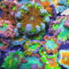 Rock Flower Anemone Epicystis Crucifer - Image 3