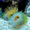 Ultra Tube Anemones Cerianthus Sp - Image 2